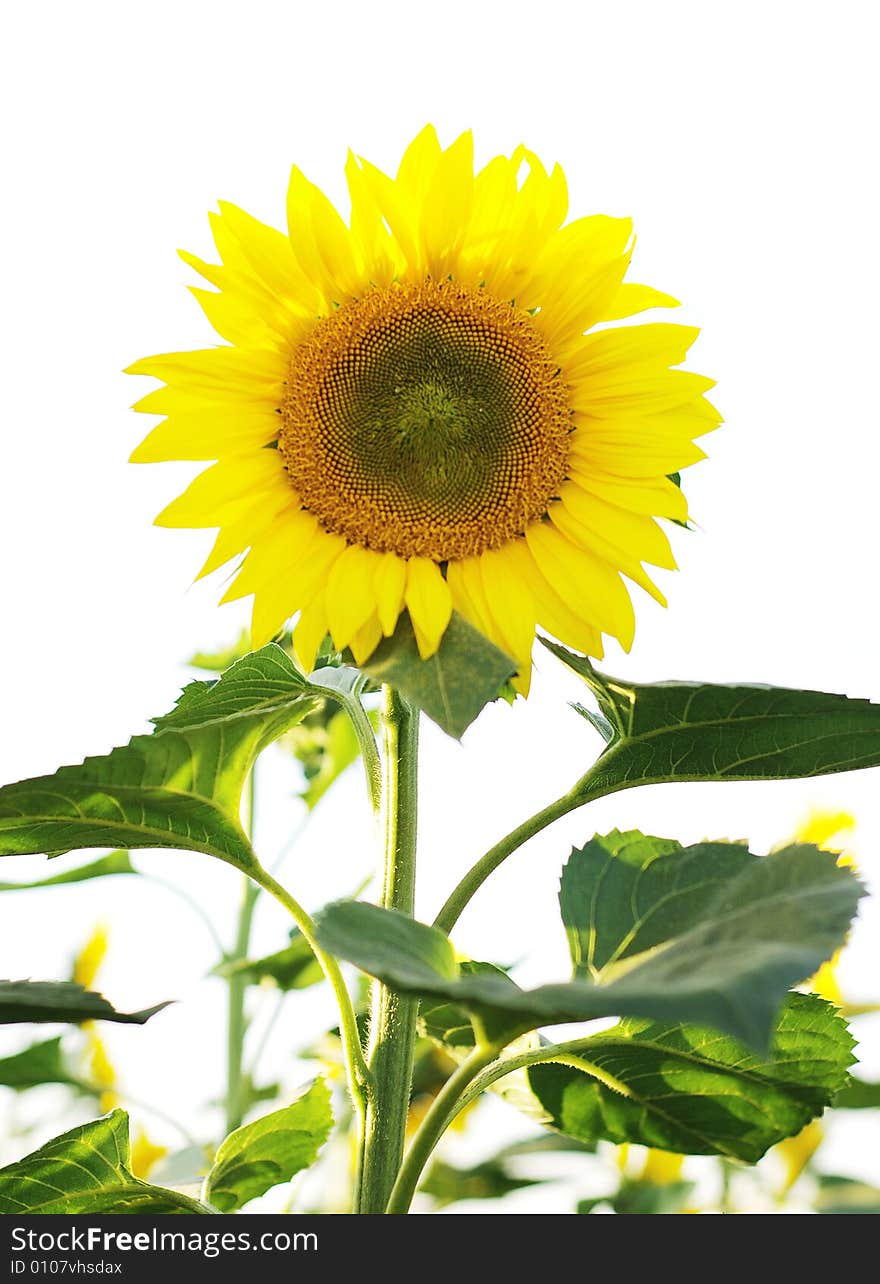 Sunflower isolated on white background