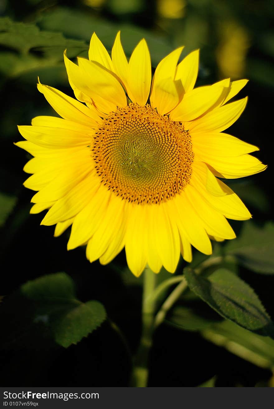 Sunflower