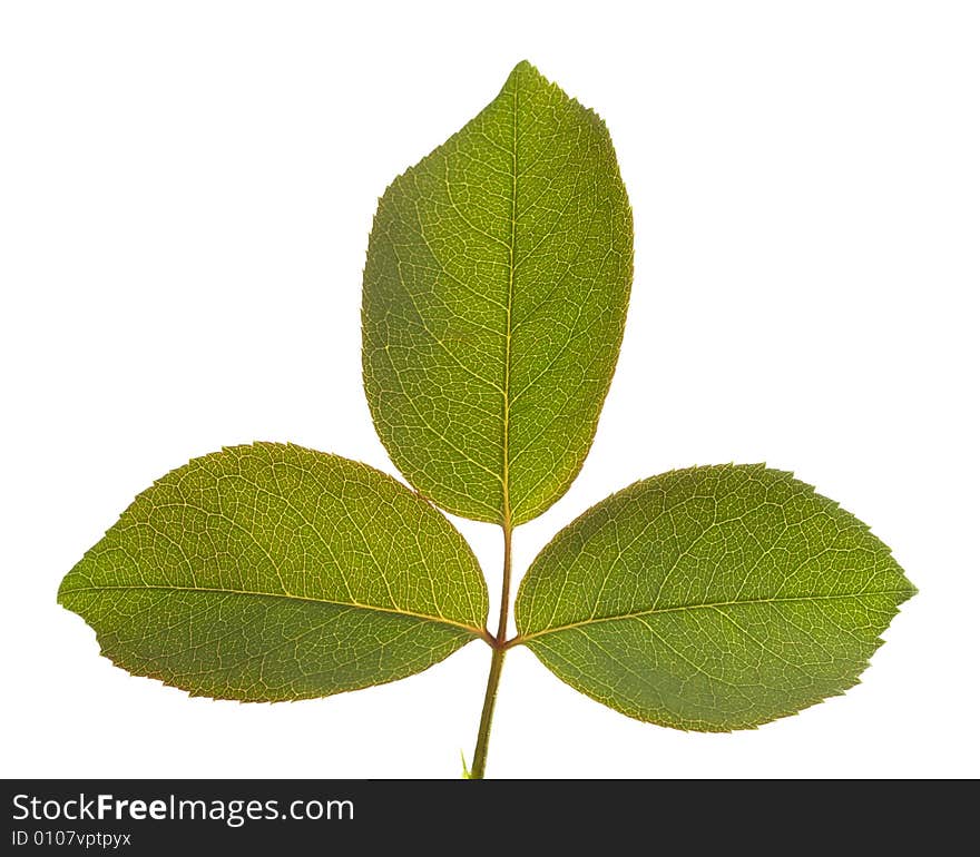 Leaves Macro Isolated on a White Background.