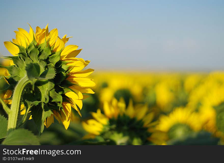 Sunflower  with unsharp background flowers