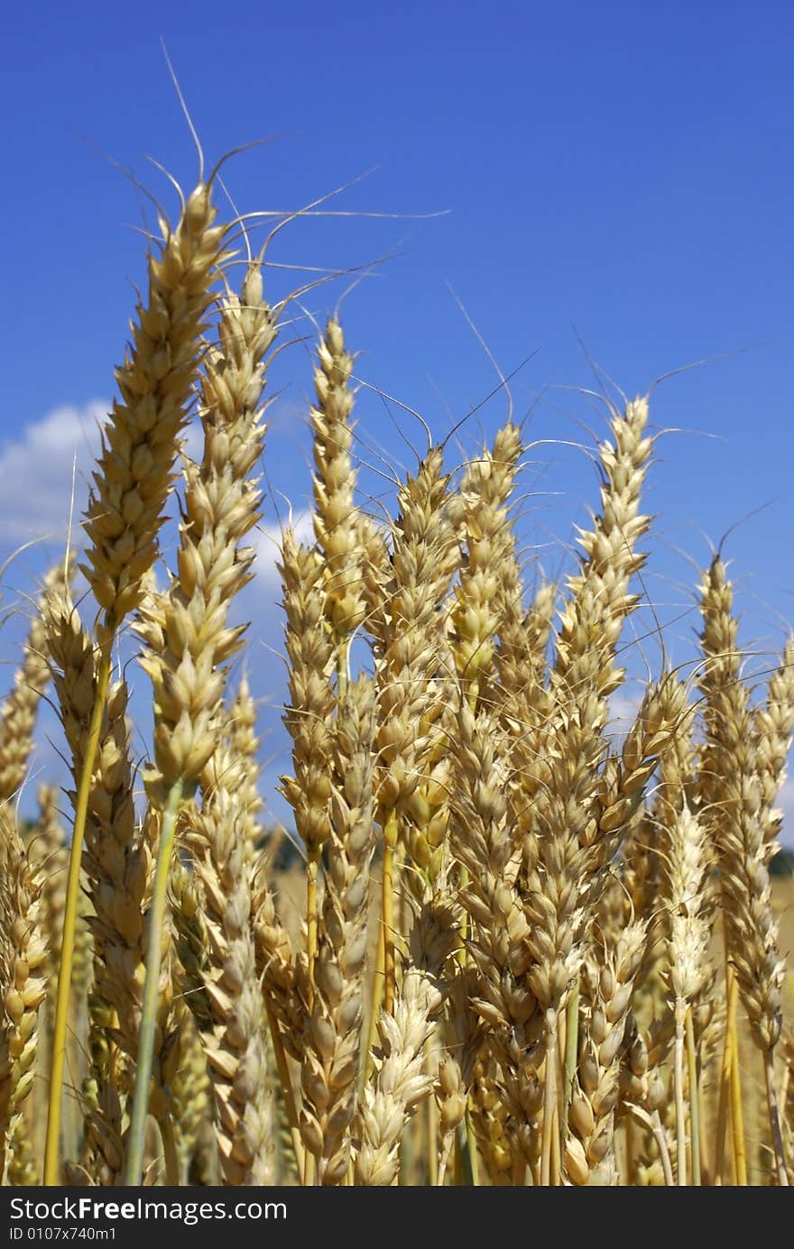 Yellow wheat ears against blue sky with clouds