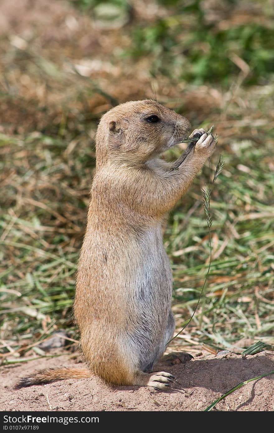 Eating rodent standing on his back legs. Eating rodent standing on his back legs