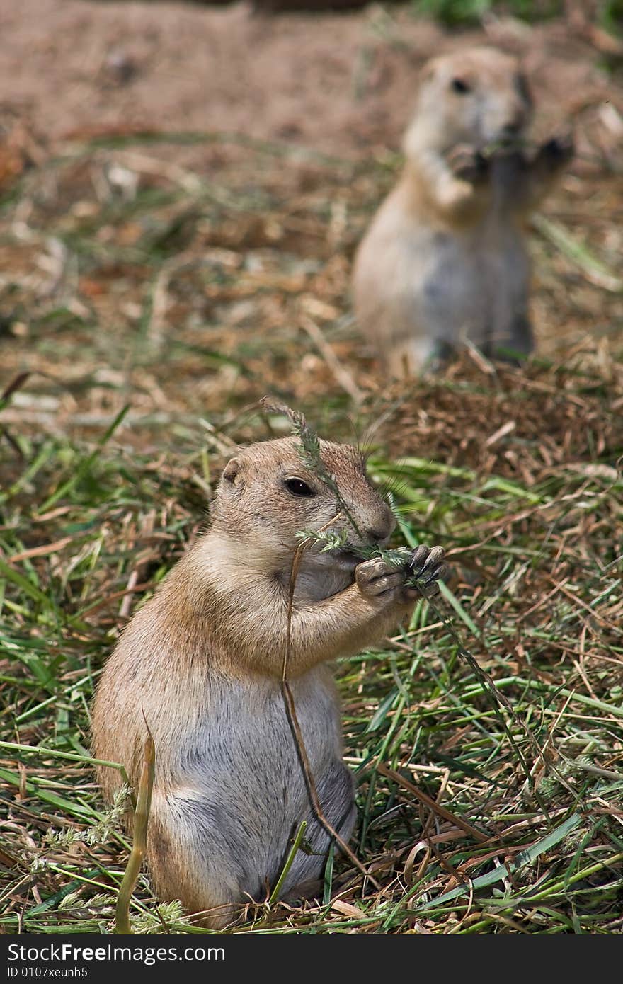 Eating rodent standing on his back legs. Eating rodent standing on his back legs