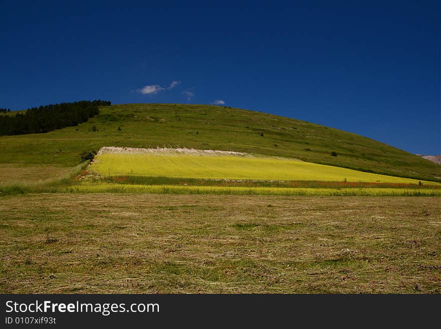 Photo of bloom on a umbria mountain near Castelluccio di Norcia