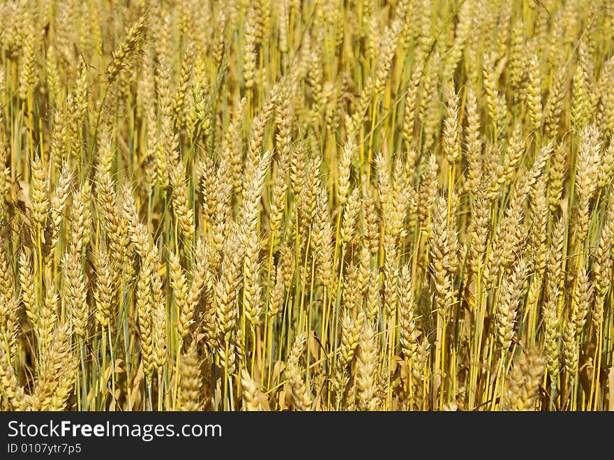 Nice yellow wheat ears pattern