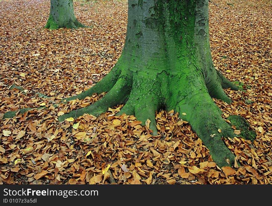 Autumn roots covered with moss