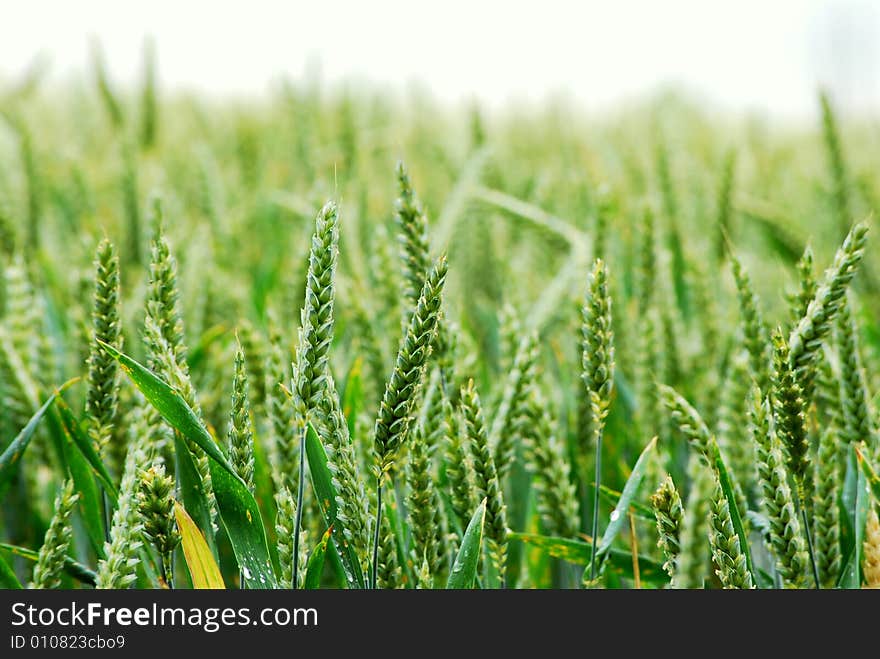 Corn Field