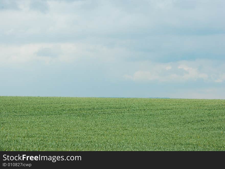 Corn field