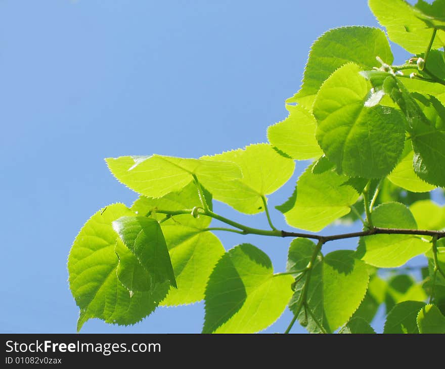 Green leaves and branch. Sunny day