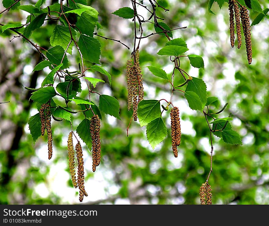 Branch of a birch