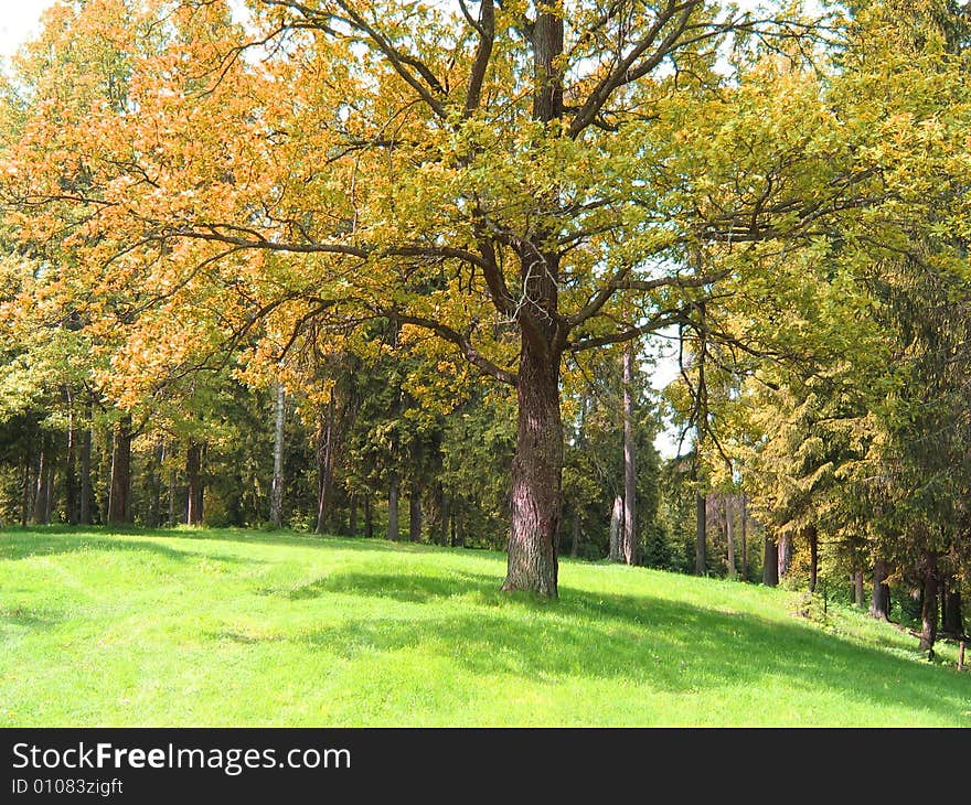 Landscape, Autumn Forest