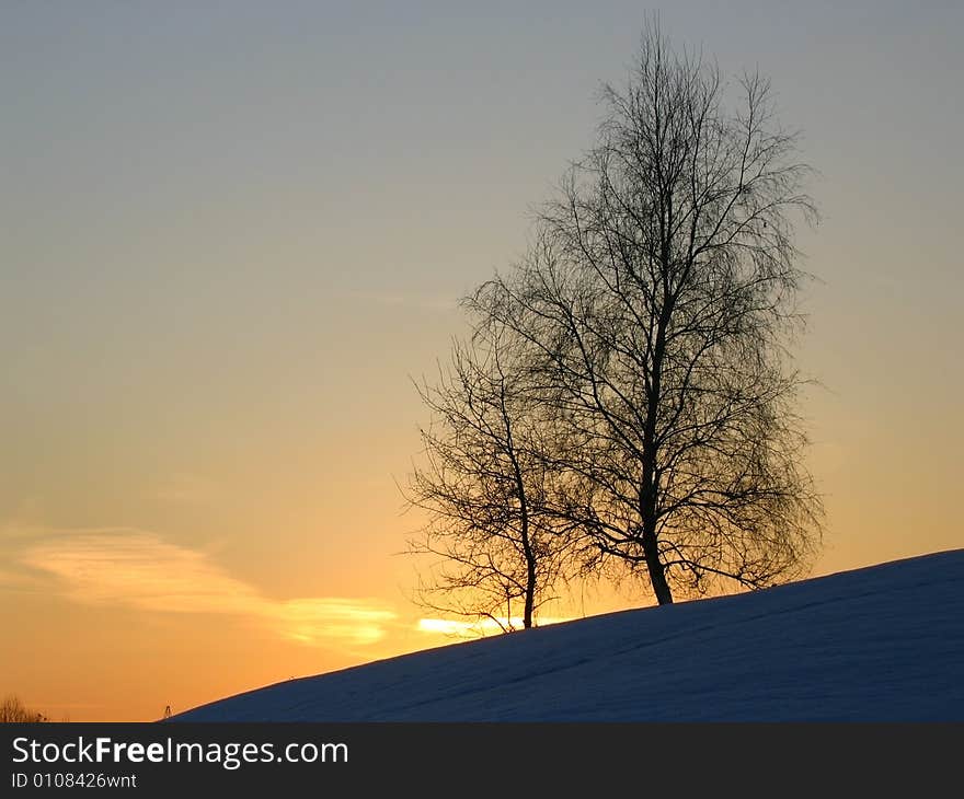 Winter sunset. Trees and sky