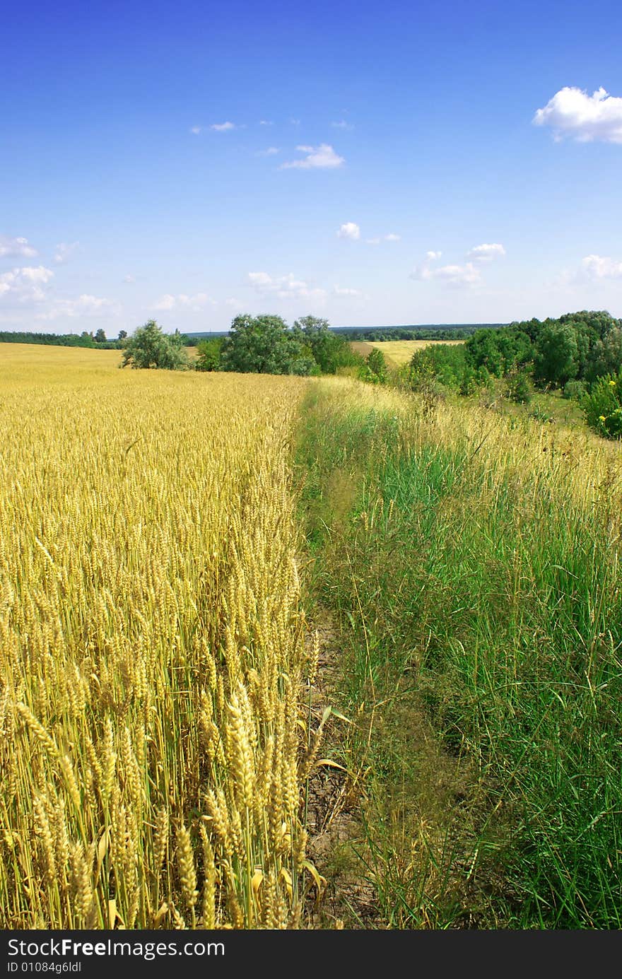 Wheat and sky