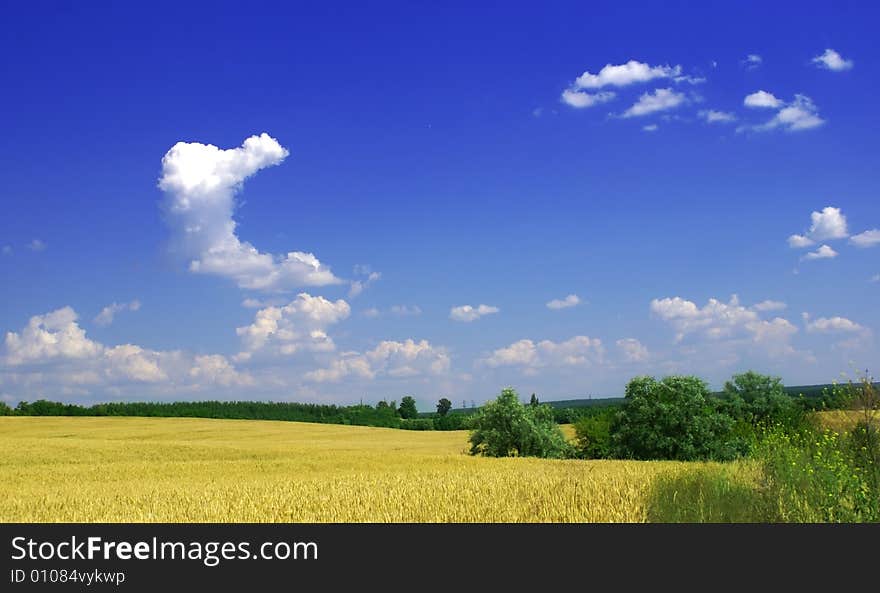 Wheat and sky