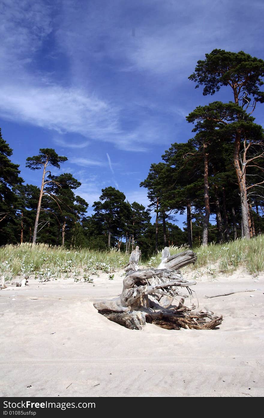 Seaside trees and a root.