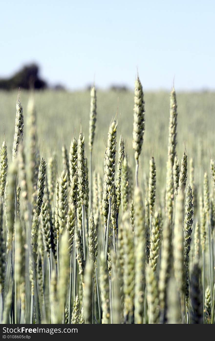 Grain field