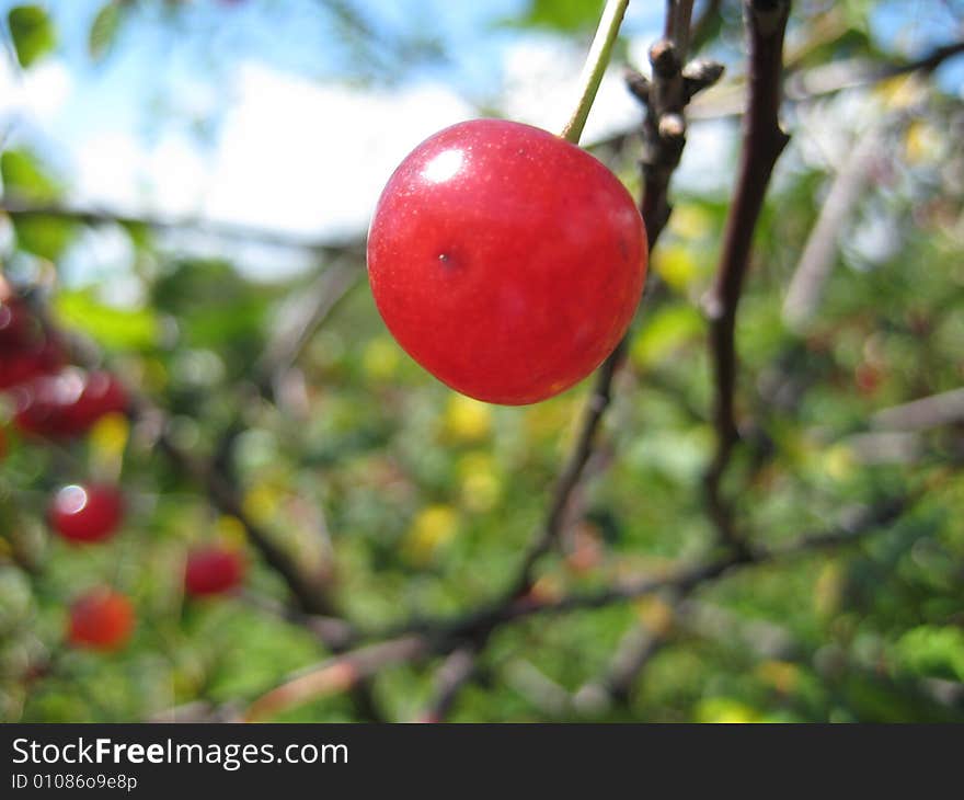 Ripe cherry