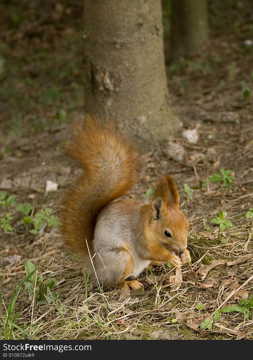 The squirrel sits and eats nuts