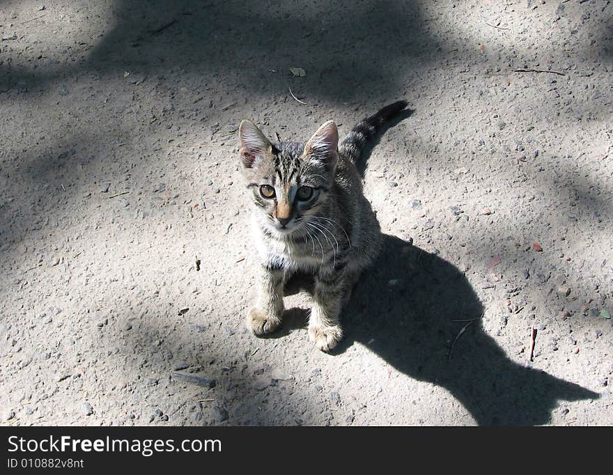 Small hungry kitty sitting on asphalt