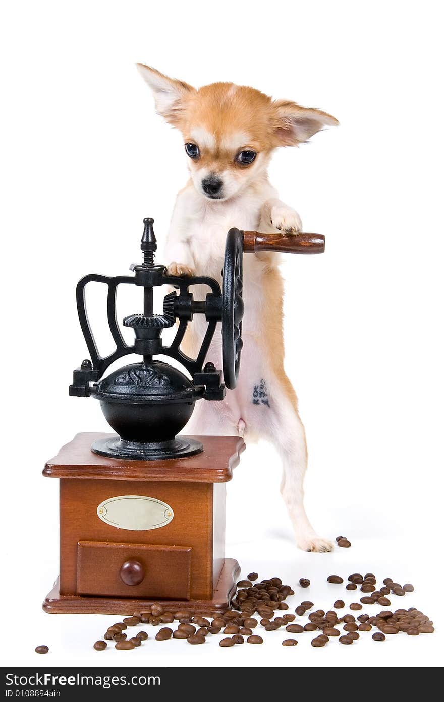 The puppy with a coffee grinder in studio