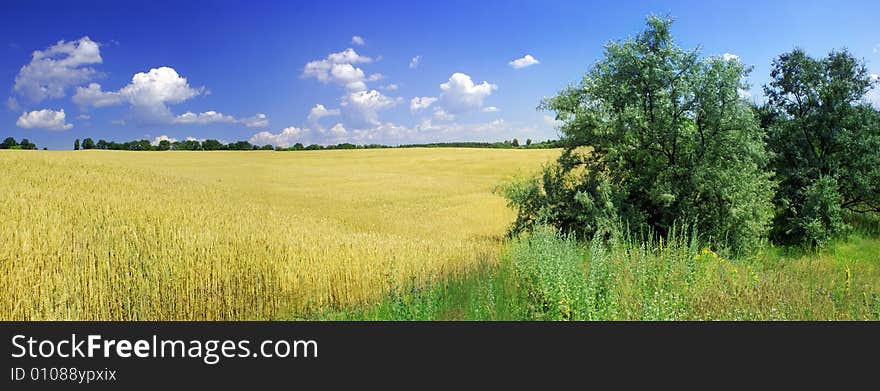 Yellow wheat and blue sky panorama