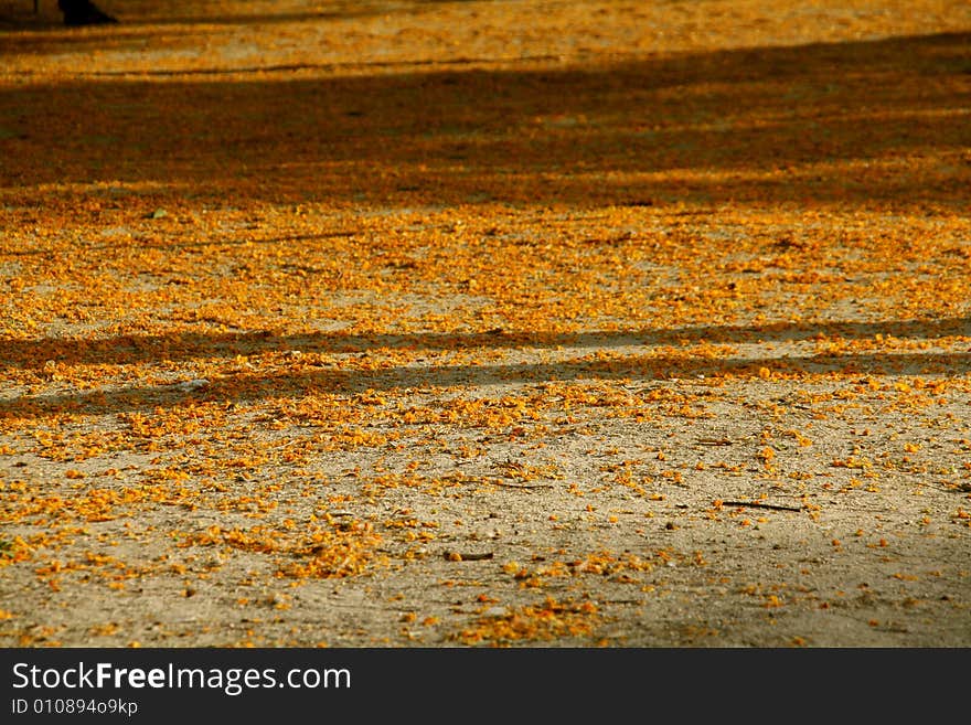 Yellow flowers on the ground at the park in spring