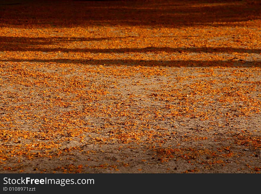 Yellow flowers on the ground at the park in spring