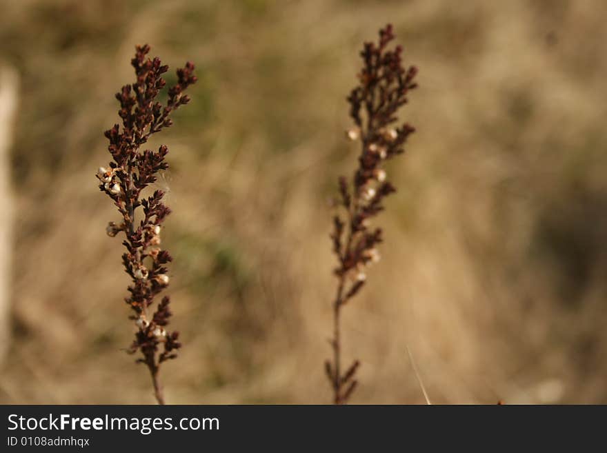 Two plants on a wind, autumn.