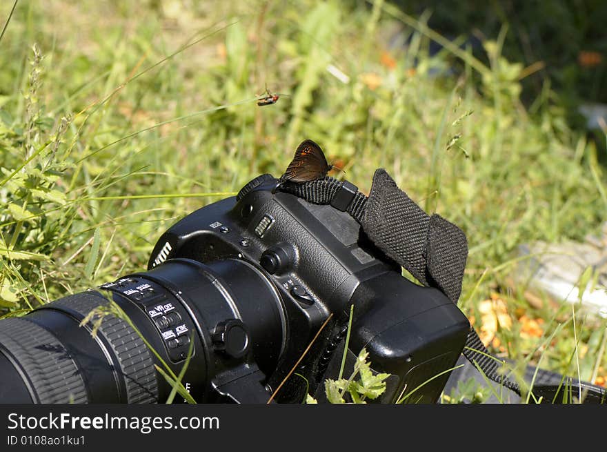 Bug And Butterfly Probe A Photo Camera