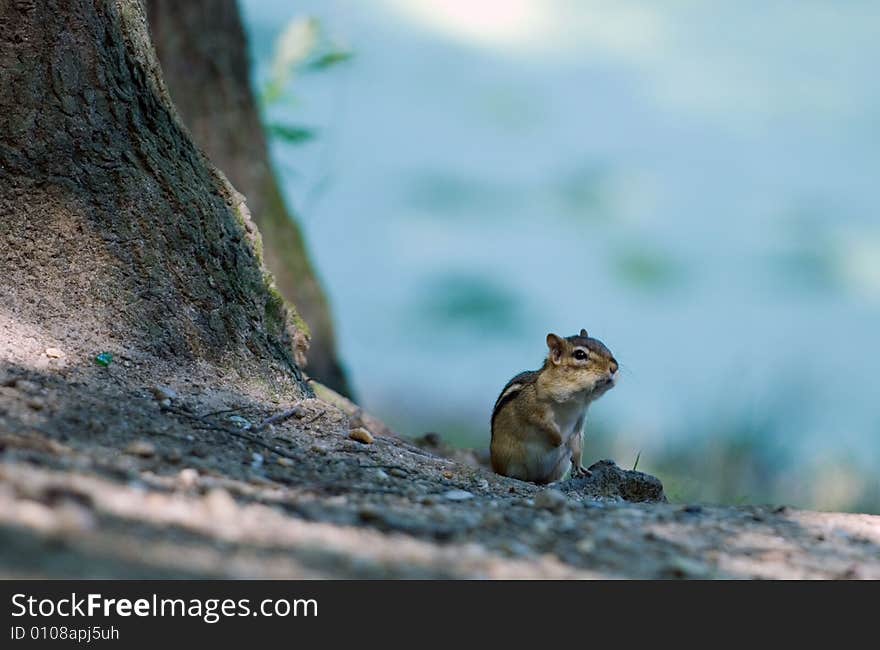 Chipmunk became alert and scrutinizes in distance ready to escape at the least danger. Chipmunk became alert and scrutinizes in distance ready to escape at the least danger