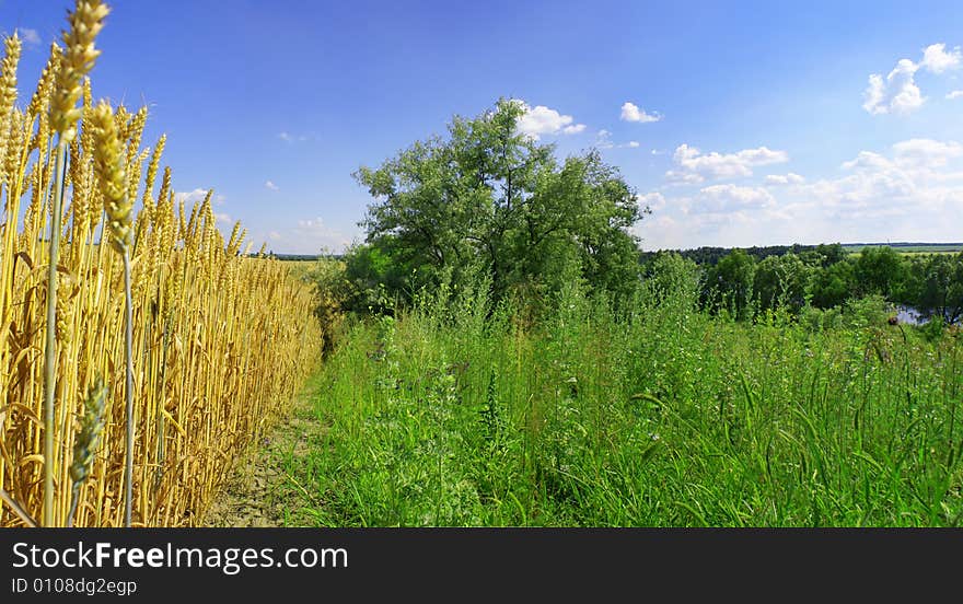 Yellow wheat and blue sky with white clouds