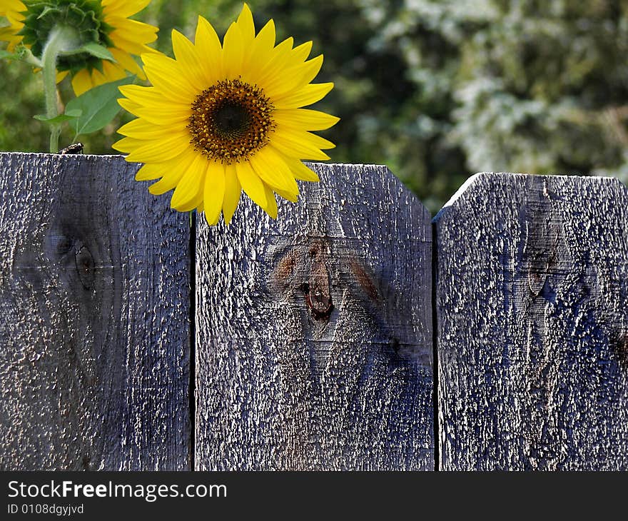 Summer sunflower and a fly on an old fence. Summer sunflower and a fly on an old fence.