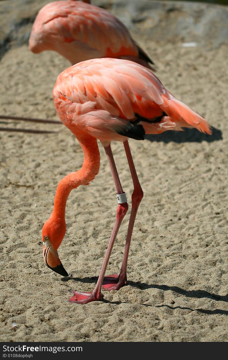 Flamingo