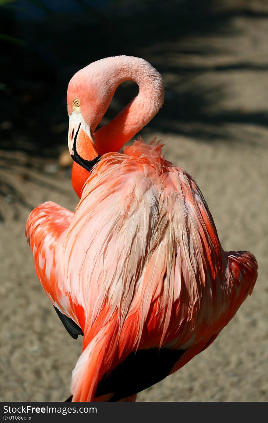 Flamingo