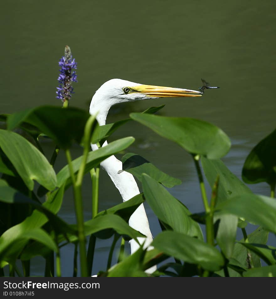 Egret and Dragonfly