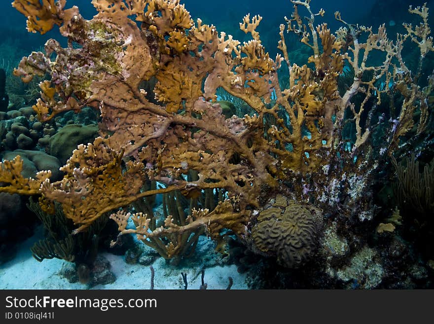 Fire Coral growing in  on common sea fan in coral gardens