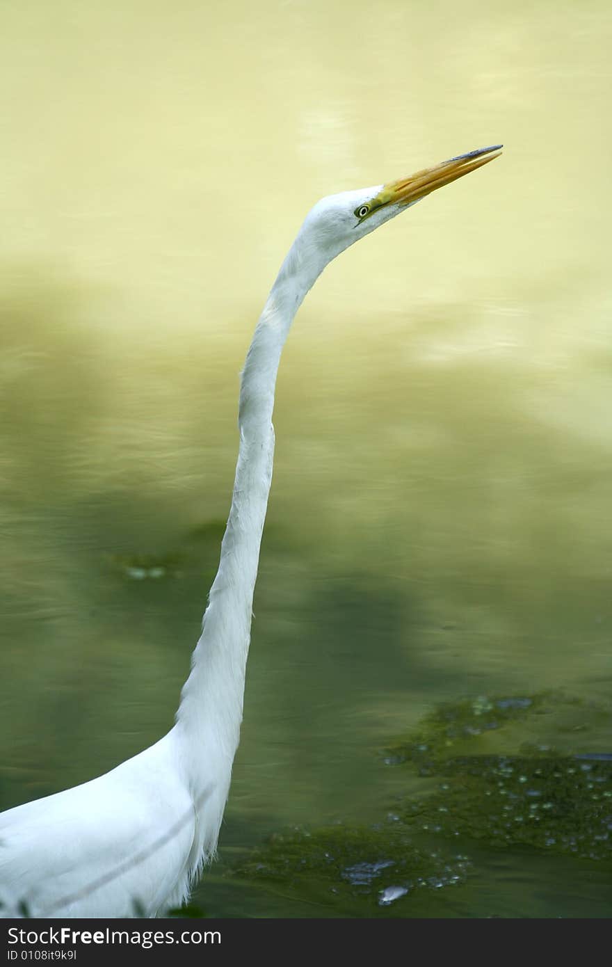 Egret