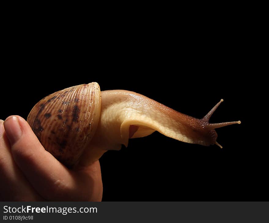 Hand holding large snail, isolated on black background. Hand holding large snail, isolated on black background