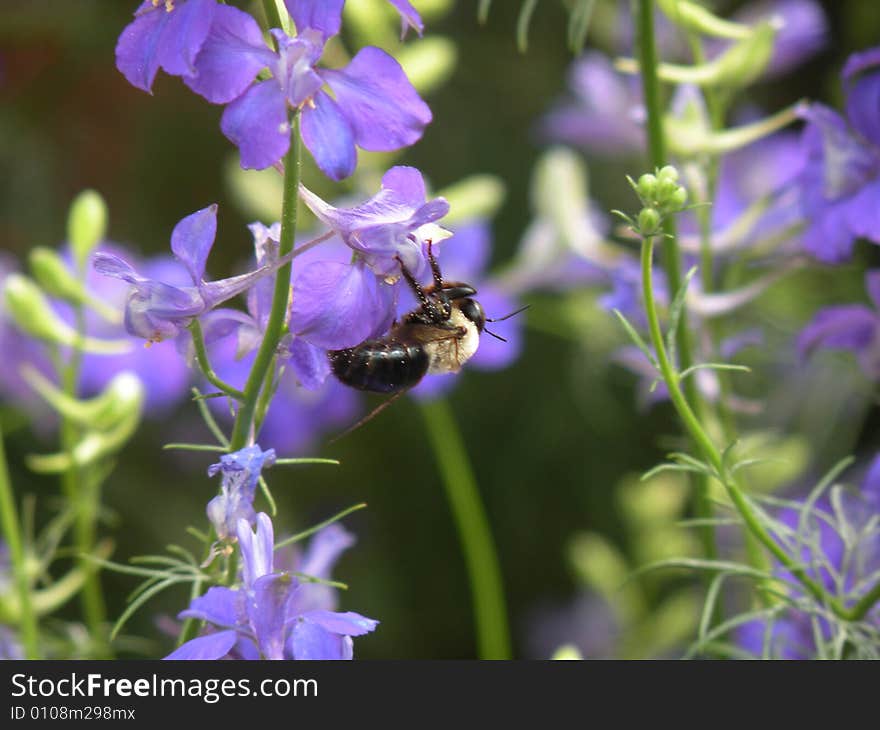 Closeup of bee pollenating salvia flowers. Closeup of bee pollenating salvia flowers