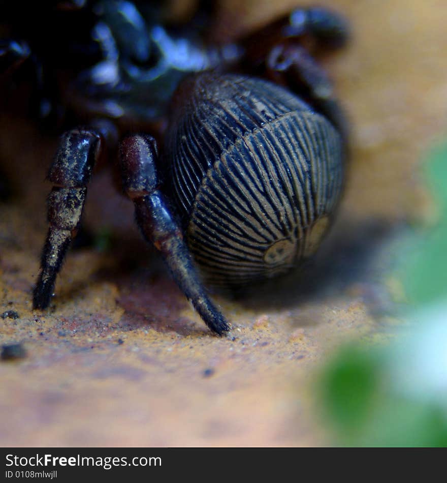 Closeup of spider's backside on terracotta colored stone with a touch of greenery in the extreme foreground. Closeup of spider's backside on terracotta colored stone with a touch of greenery in the extreme foreground