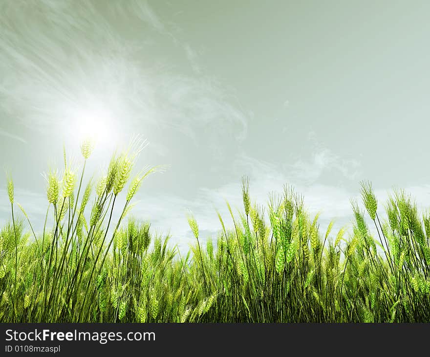 Wheat field