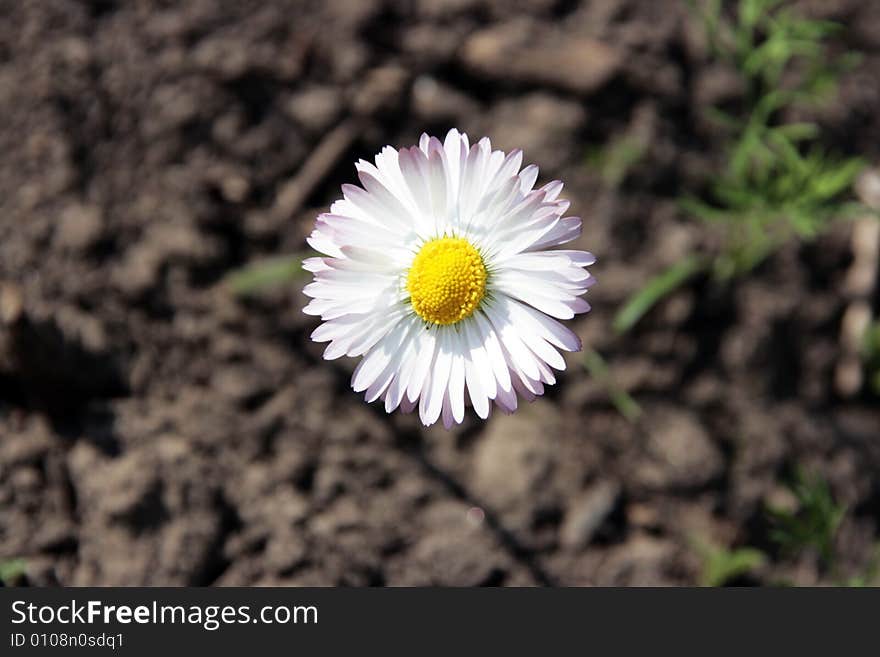 Camomile