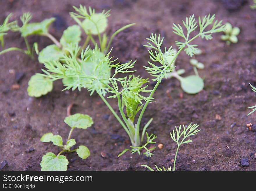 Fennel on a bed in a kitchen garden. Fennel on a bed in a kitchen garden