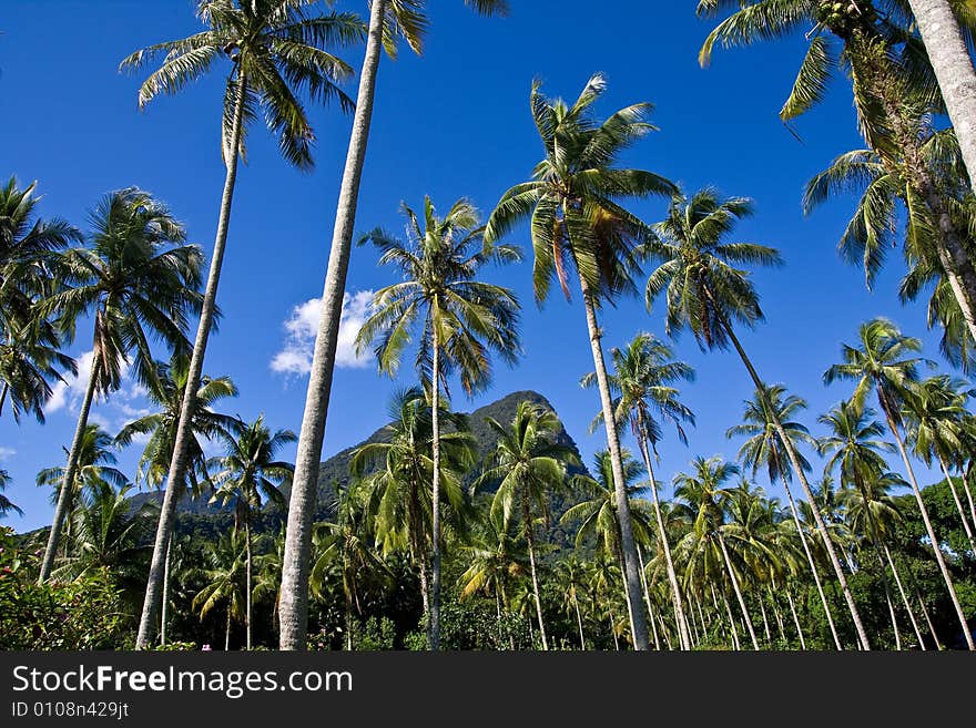 Palm trees in sarawak (bonio )