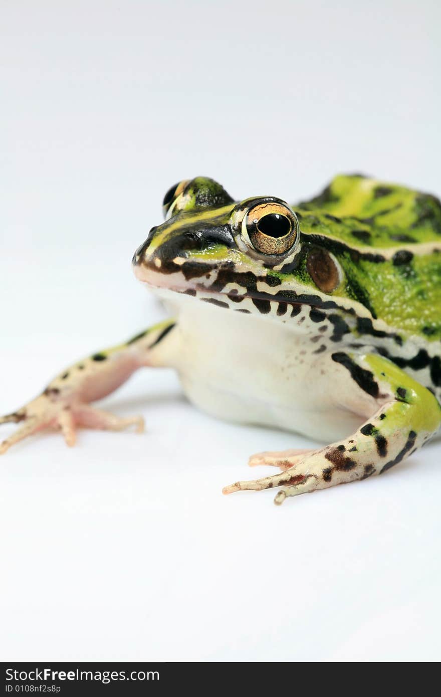 Single Green Frog Isolated on White Background