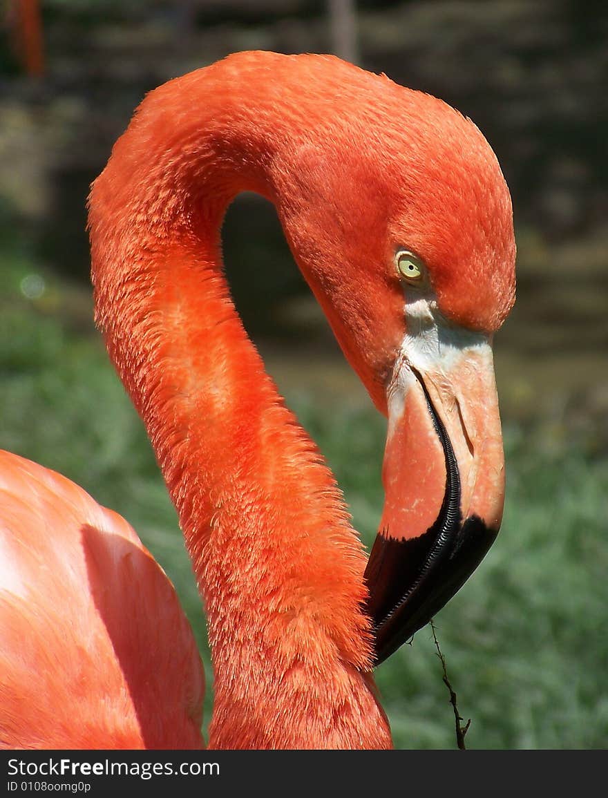 Beautiful Flamingo