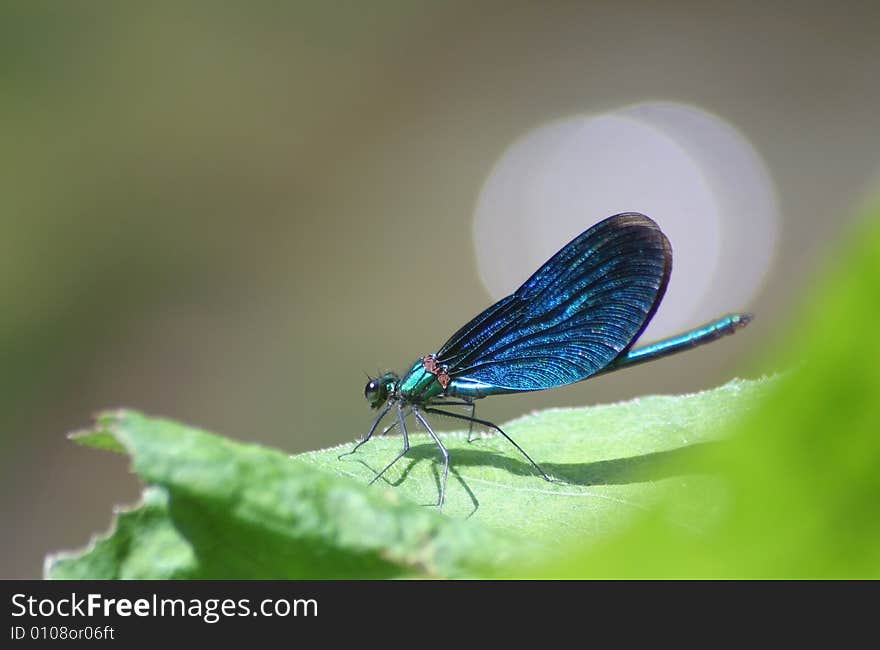 Beautiful demoiselle sitting near the water. Beautiful demoiselle sitting near the water