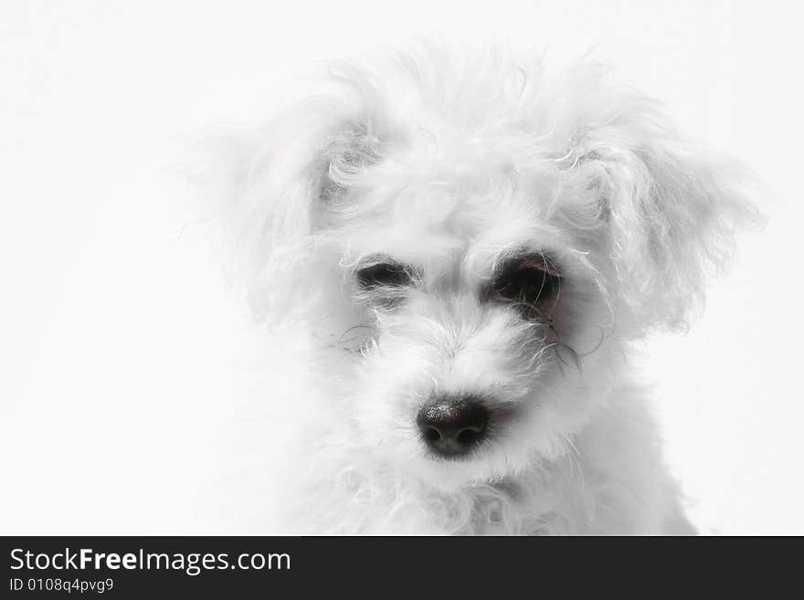 Small fluffy white poodle puppy on a white backround. Small fluffy white poodle puppy on a white backround.