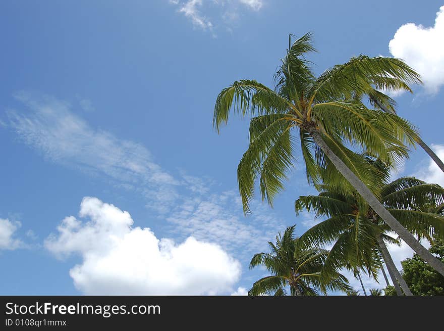 Palms and Sun and blue sapphire sky. Palms and Sun and blue sapphire sky