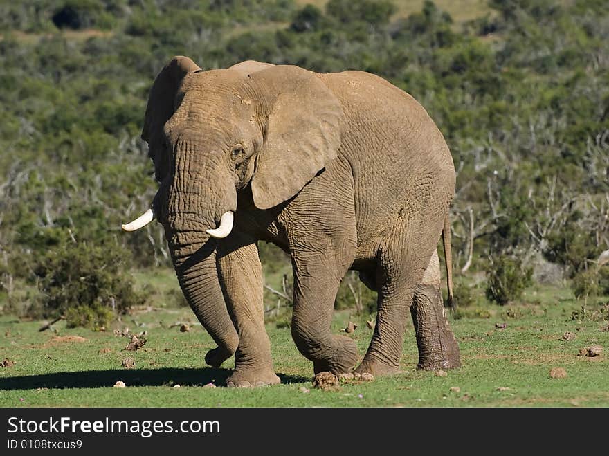 The Elephant Leader finally arrives at the River. The Elephant Leader finally arrives at the River